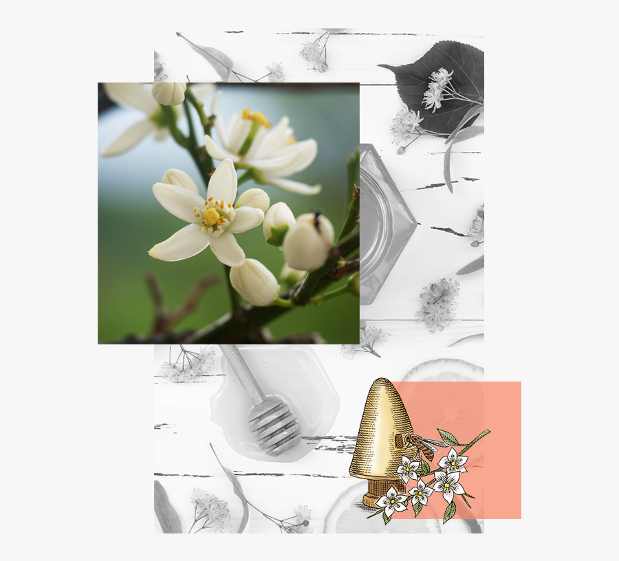 Explore Orange Blossom Honey - Burnet Rose, Transparent Clipart