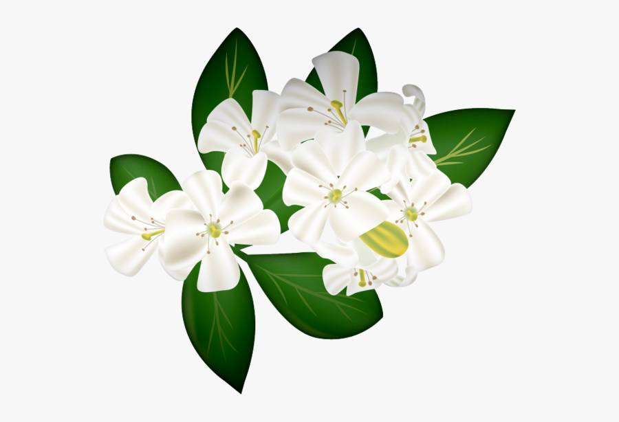 茉莉花 水彩, Transparent Clipart