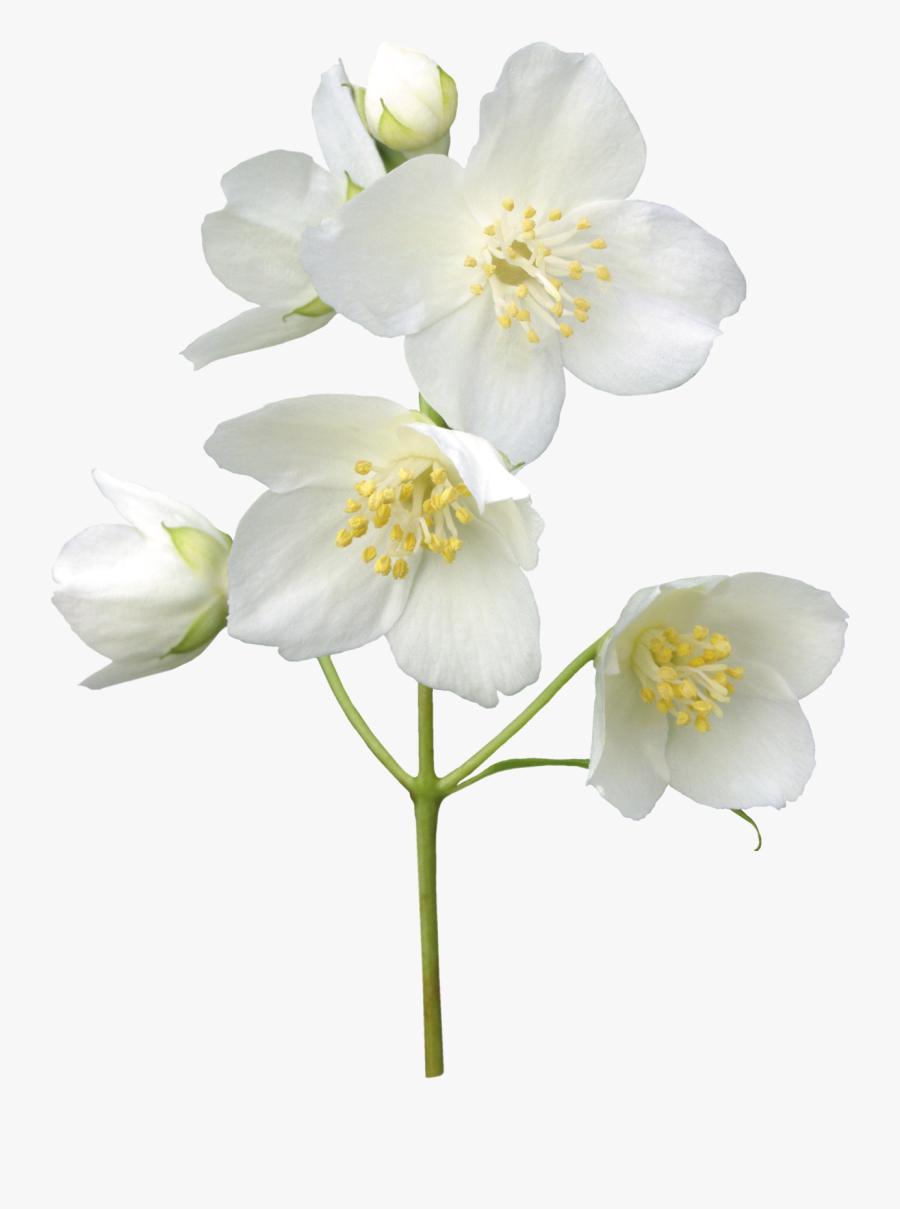 Jasmin Flower, Leaves, Jasmine, Free, Tattoos, Flowers, - White Transparent Jasmine Flower Png, Transparent Clipart