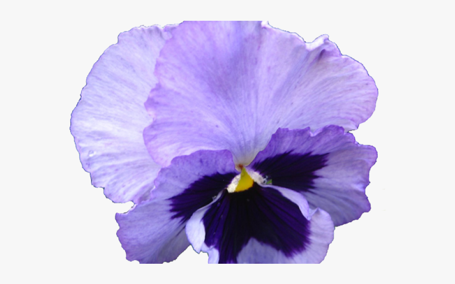 Realistic Flowers Cliparts - Pansy, Transparent Clipart