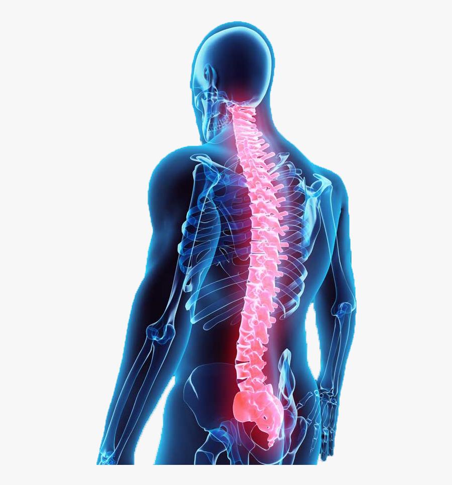 Shoulder,human Blue,rib,jaw,blood Vessel,vein,flesh - Imagens Da Coluna Vertebral Em 3d, Transparent Clipart