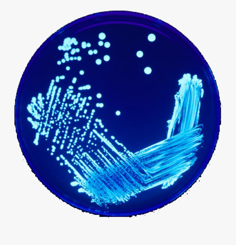 Legionella Pneumophila Culture, Transparent Clipart