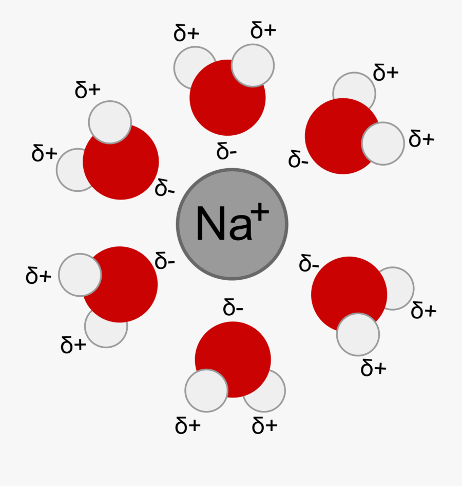 The Negative Part Of The Water Molecules Surrounds - Ion Dipole Interactions, Transparent Clipart
