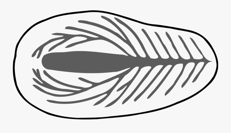 Brainpop Pictures Of Fossils, Transparent Clipart