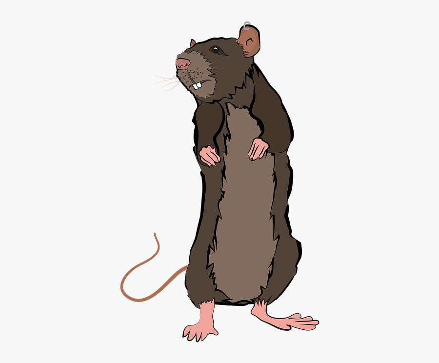 Rata Png, Transparent Clipart
