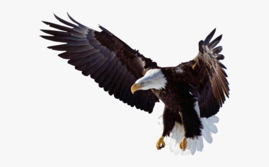 Stellers Sea Eagle Clipart, Transparent Clipart