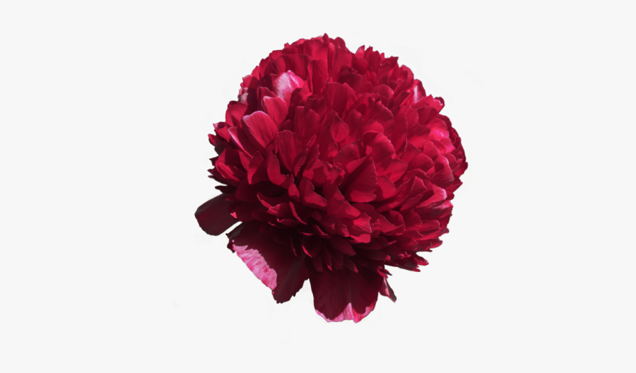 Red Flower Clipart 5 Petal Clipart - Common Peony, Transparent Clipart