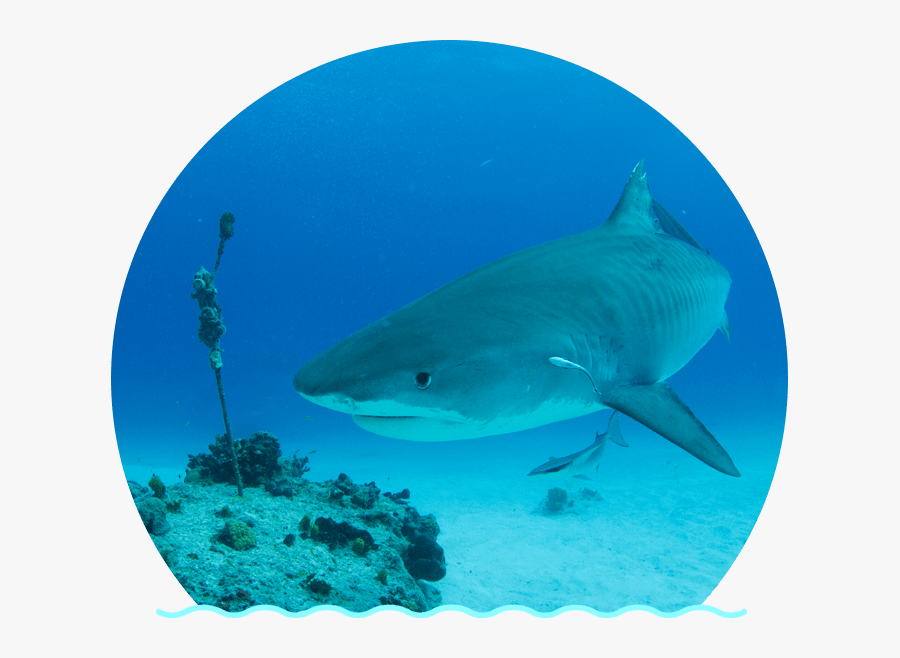Clip Art Images Sharks - Tiger Shark, Transparent Clipart