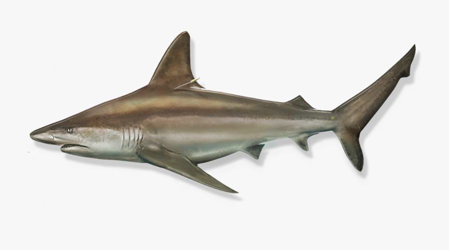 Sandbar Shark Transparent - Sandbar Shark Png, Transparent Clipart