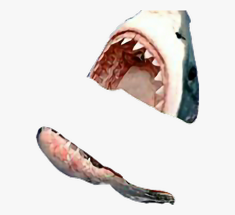 Transparent Megalodon Clipart - Megalodon Shark Shark Scare, Transparent Clipart