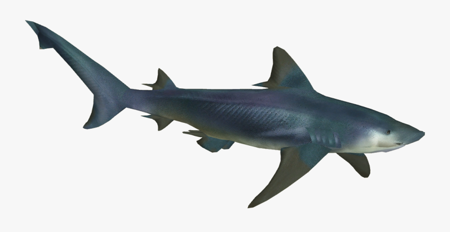 Shark Ganga Bull Great Squaliformes Tiger Holi Clipart - River Shark Transparent, Transparent Clipart