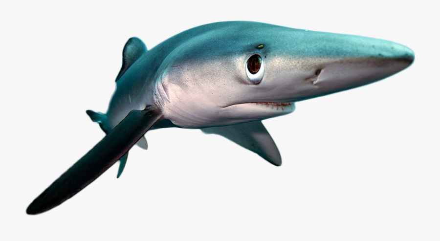 Tiger Shark, Transparent Clipart