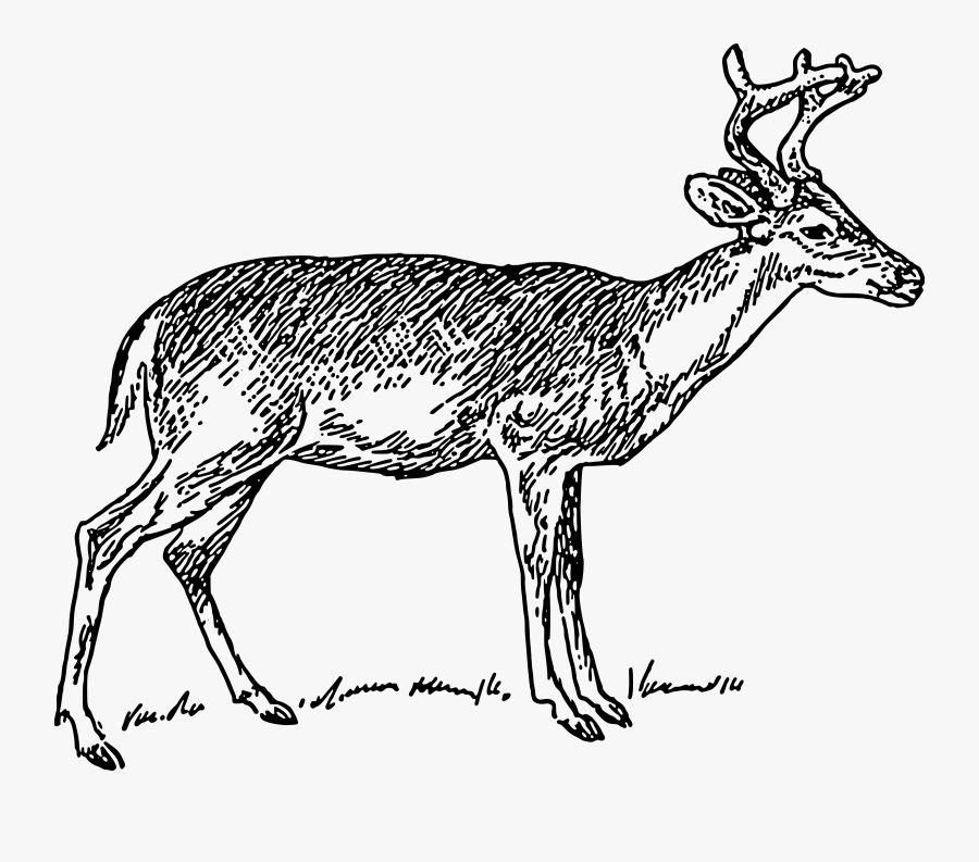 Thumb Image - Deer Clip Art Black And White, Transparent Clipart