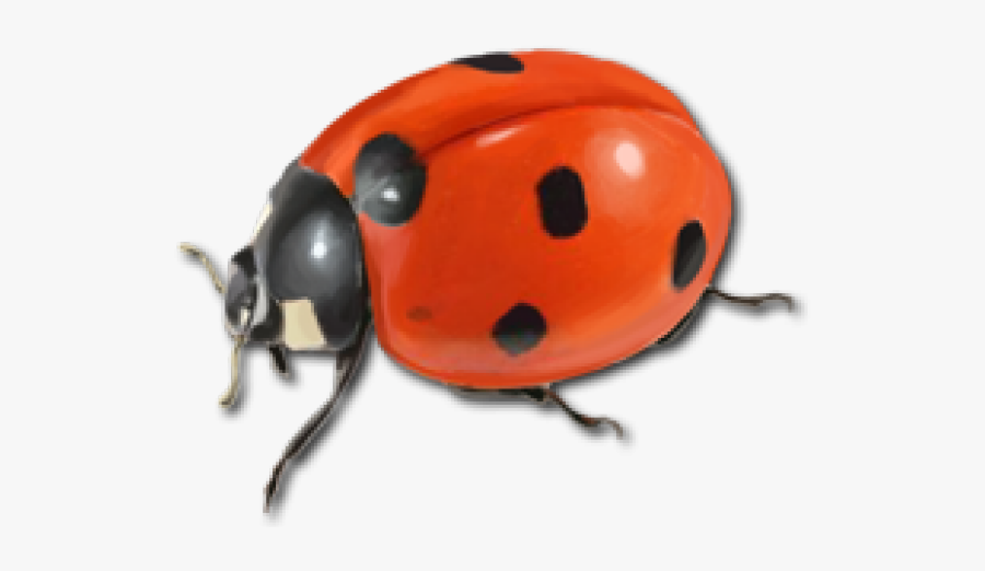Are Ladybugs Is A Good Luck Or Bad Luck - Ladybug, Transparent Clipart