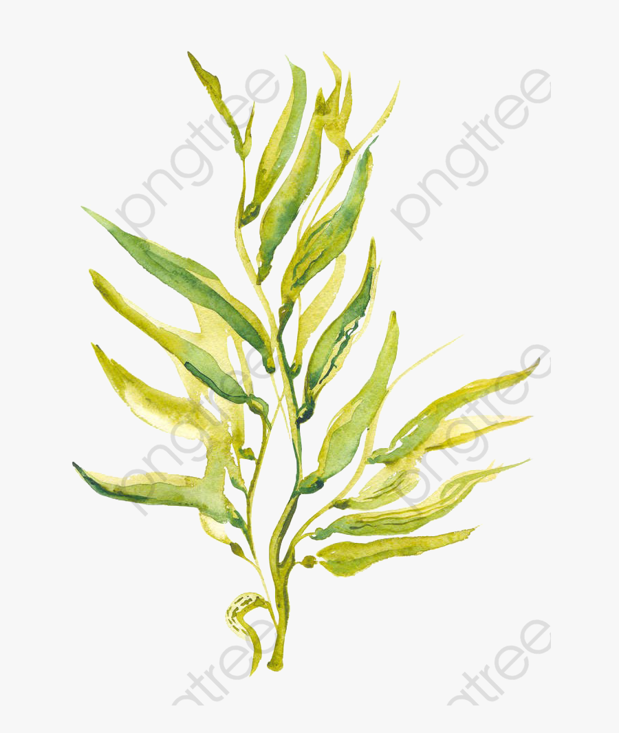 Algae Clipart Splash - Giant Kelp Drawing, Transparent Clipart