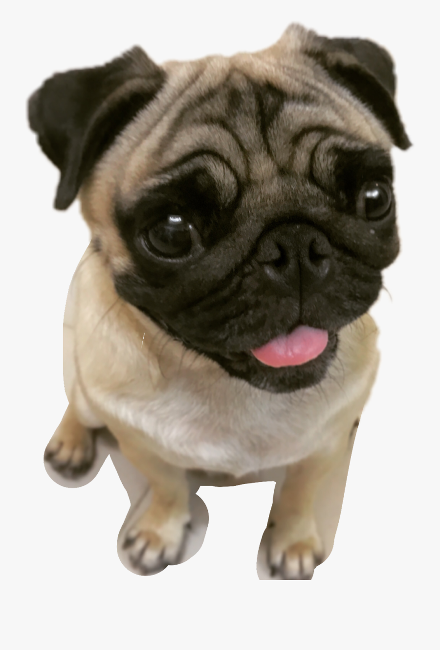 #pug #pugs #pugface #puglife#freetoedit - Pug Transparent, Transparent Clipart