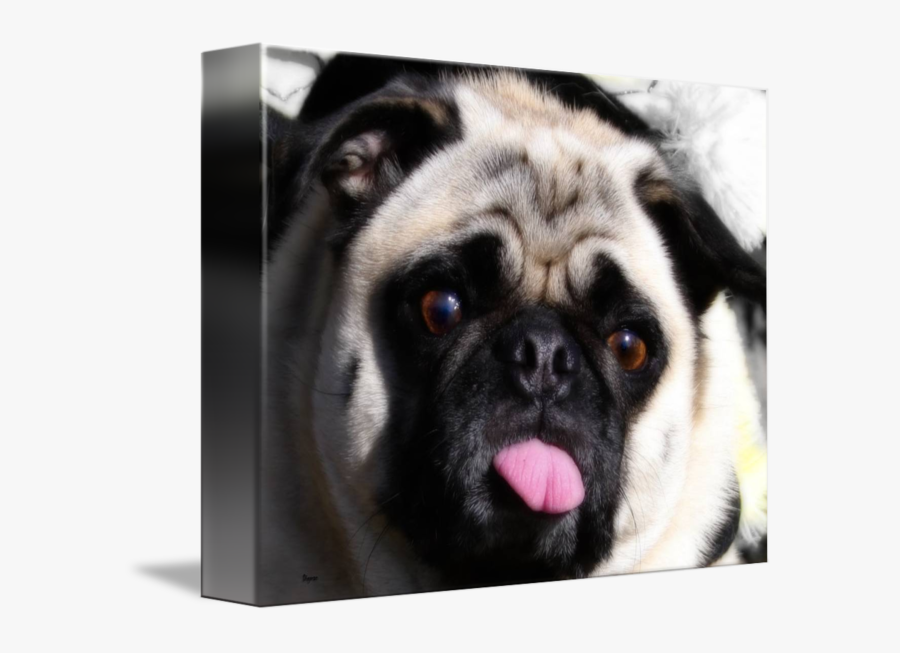 Transparent Pug Head Png - Pug, Transparent Clipart
