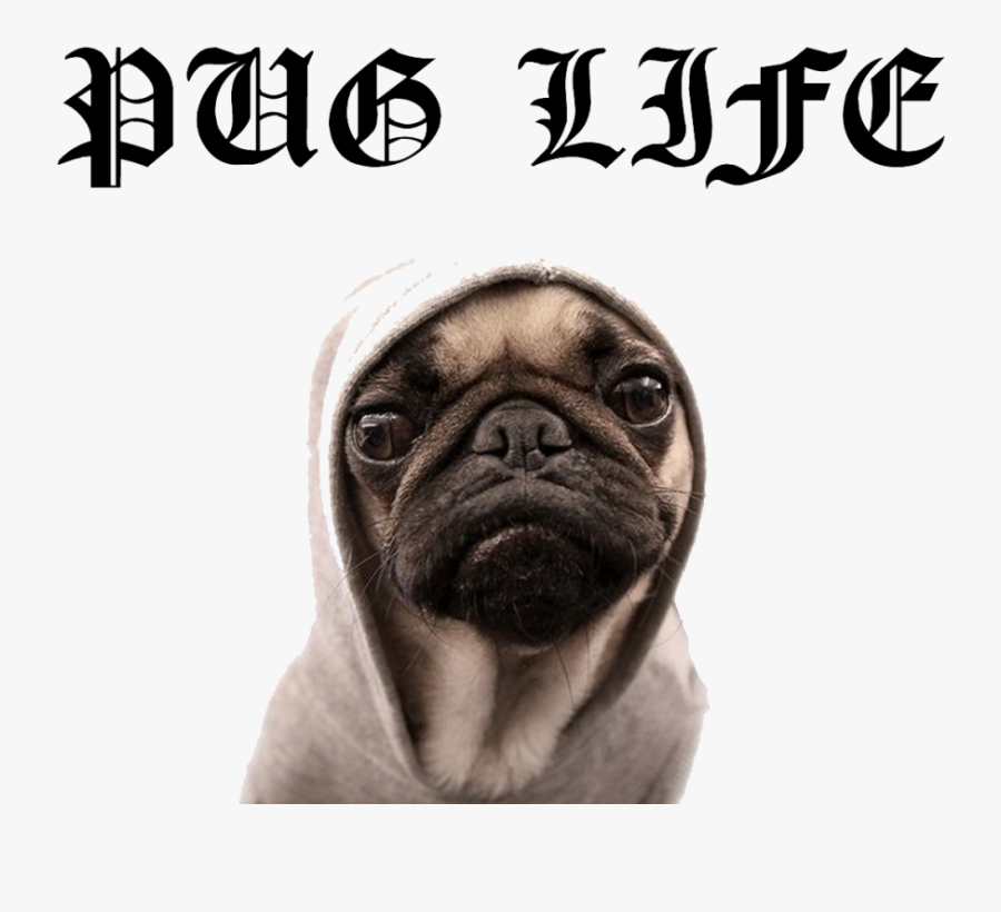 Download Pug Life Png File For Designing Use - Pug, Transparent Clipart