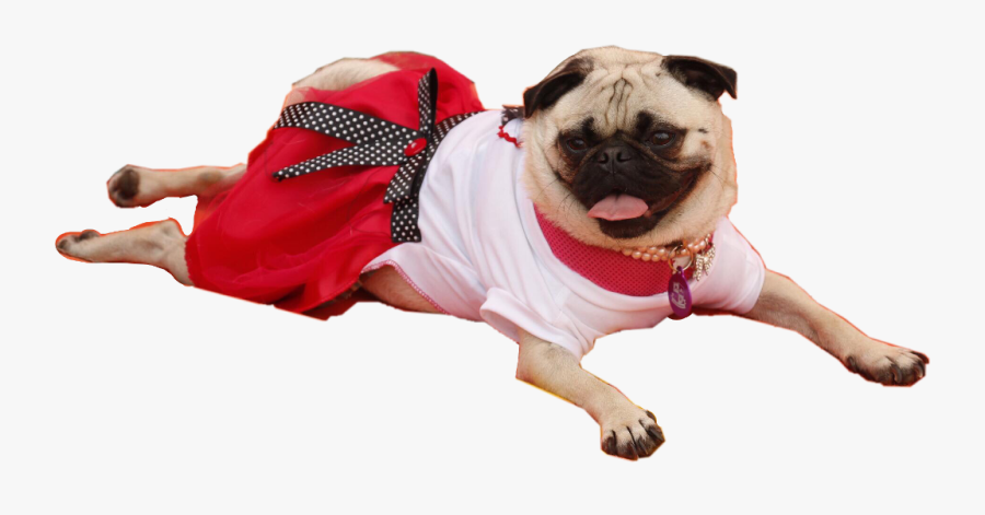 #pug #pugs #frida #puglife #dog #freetoedit, Transparent Clipart