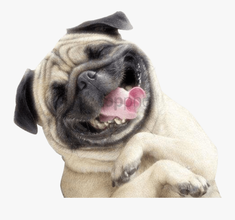 Smile Image With Transparent - Happy Dog Png Transparent, Transparent Clipart
