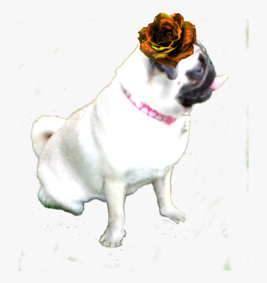 $5 - Pug - Pug, Transparent Clipart