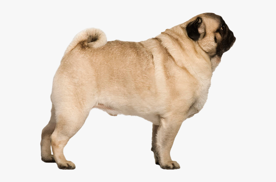 Transparent Pug Png - Retro Pug Vs Pug, Transparent Clipart