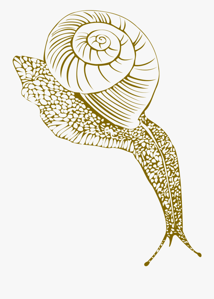 Portable Network Graphics, Transparent Clipart