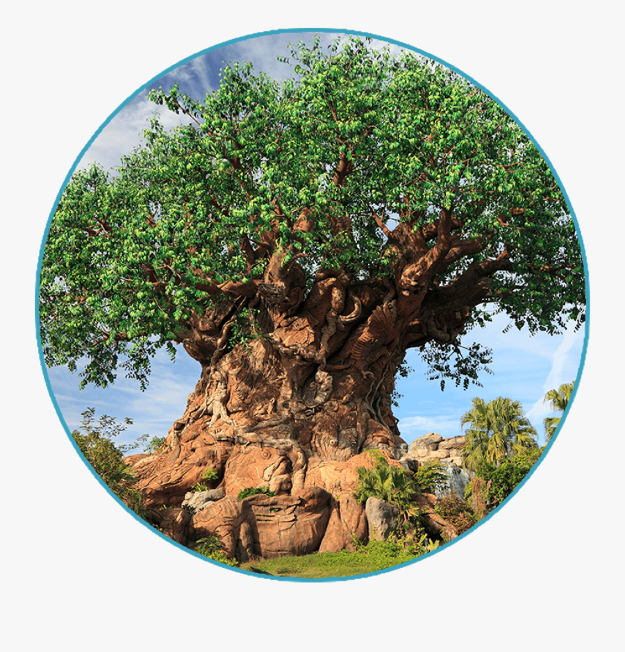 Download Animal Kingdom Park Plan 1 Day Disney World The Tree Of Life Free Transparent Clipart Clipartkey