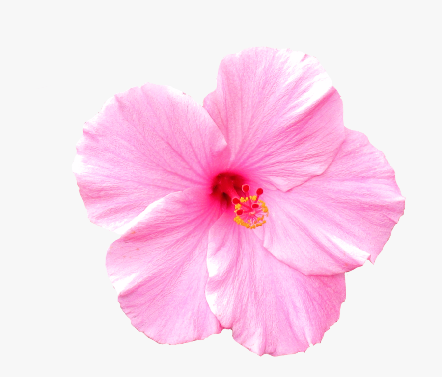 Pink Flower, Transparent Clipart