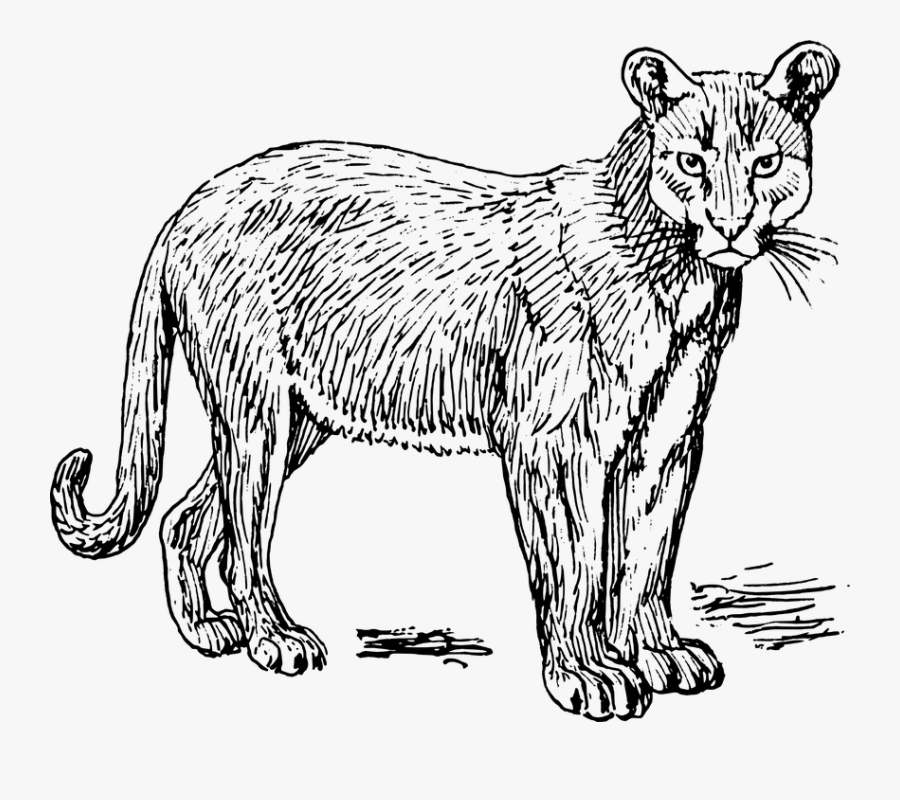 Carnivore Cliparts - Puma Tier Schwarz Weiß, Transparent Clipart