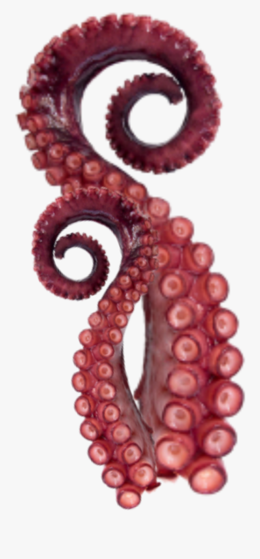 #tentacles #octopus #sticker - Octopus, Transparent Clipart