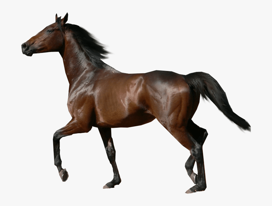 Clip Art Santorini Donkey Rides In - Chestnut Sport Horse Breyer, Transparent Clipart