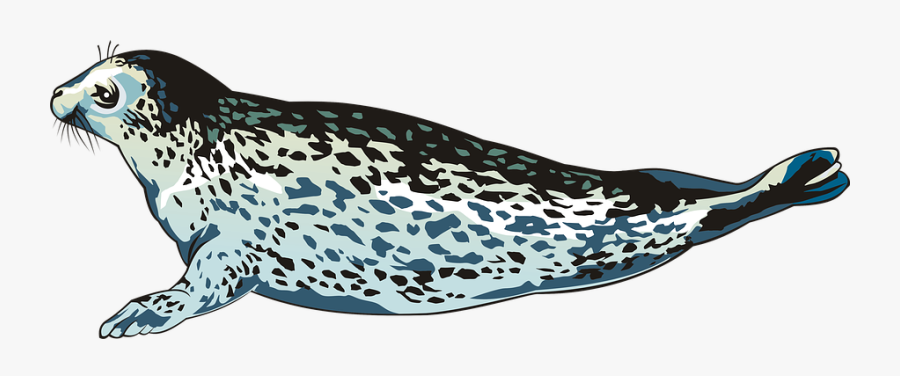 Seal, Ice Floe, Nature, Animals, Animal - Slip-on Shoe, Transparent Clipart