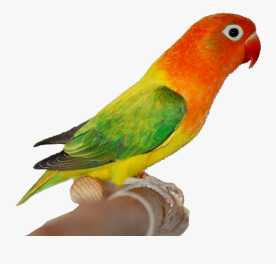 30+ Ide Keren Logo Animasi Burung Lovebird Nico Nickoo