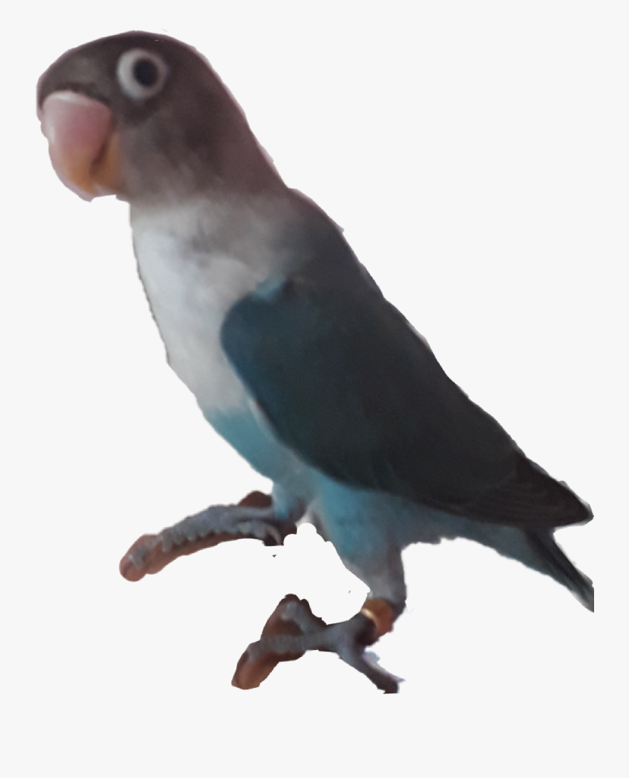 #lovebird - Lovebird, Transparent Clipart