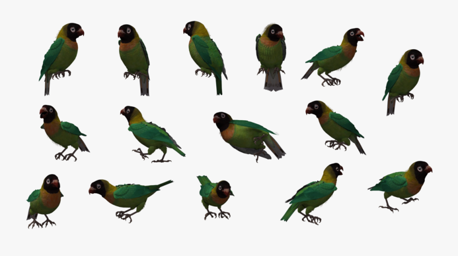Clip Art Black Winged Lovebird - Parakeet, Transparent Clipart