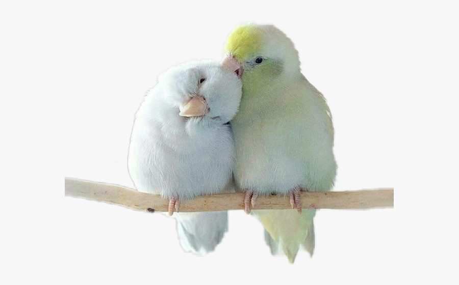 Lovebird Freetoedit - Love Birds Gif Transparent, Transparent Clipart