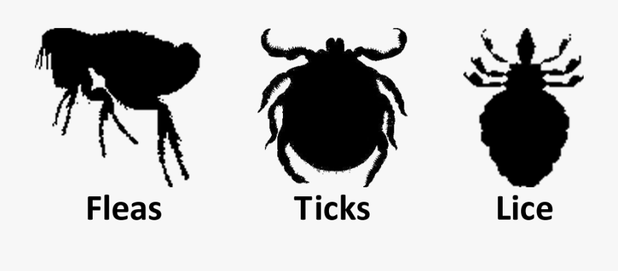 Download Flea Transparent Images Png 182 - Flea And Tick Png, Transparent Clipart