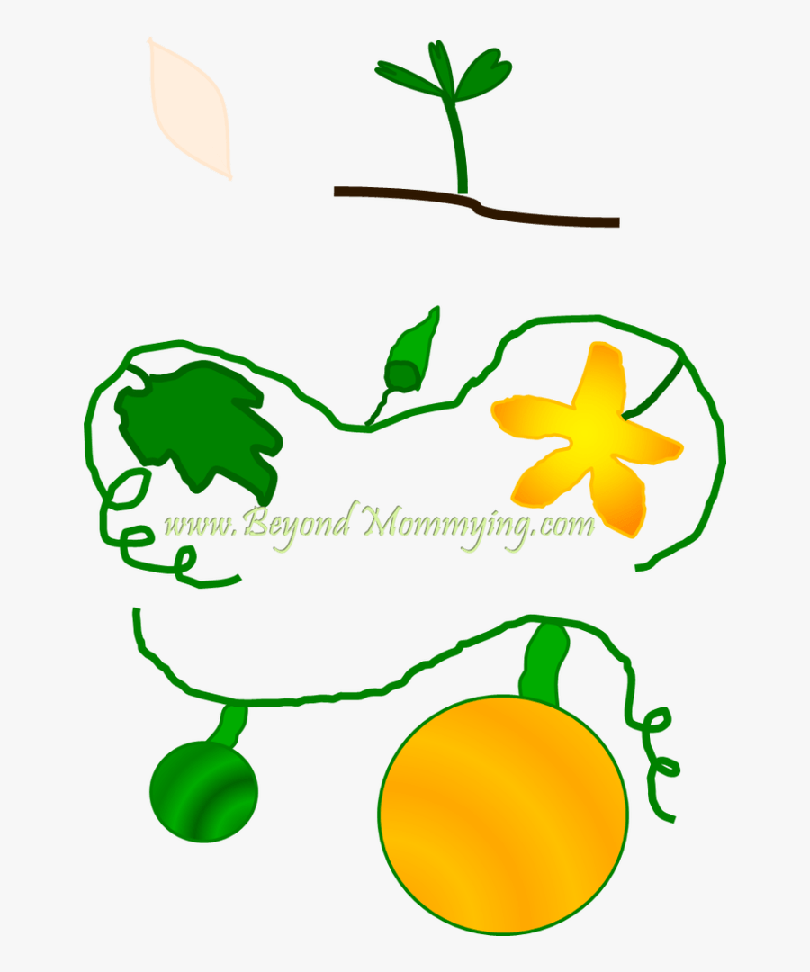 Growth Vector Tree Life Cycle, Transparent Clipart