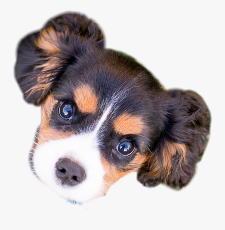 ##puppy #face #dog - Companion Dog, Transparent Clipart