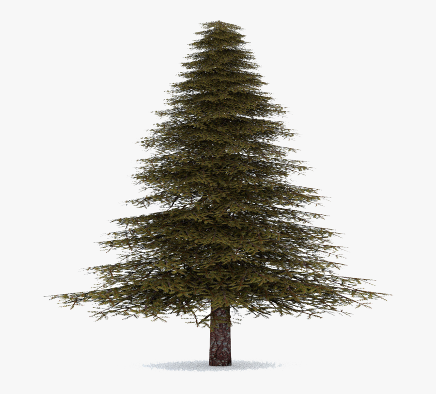 Transparent Hemlock Tree Clipart - Spruce Tree Transparent Background, Transparent Clipart