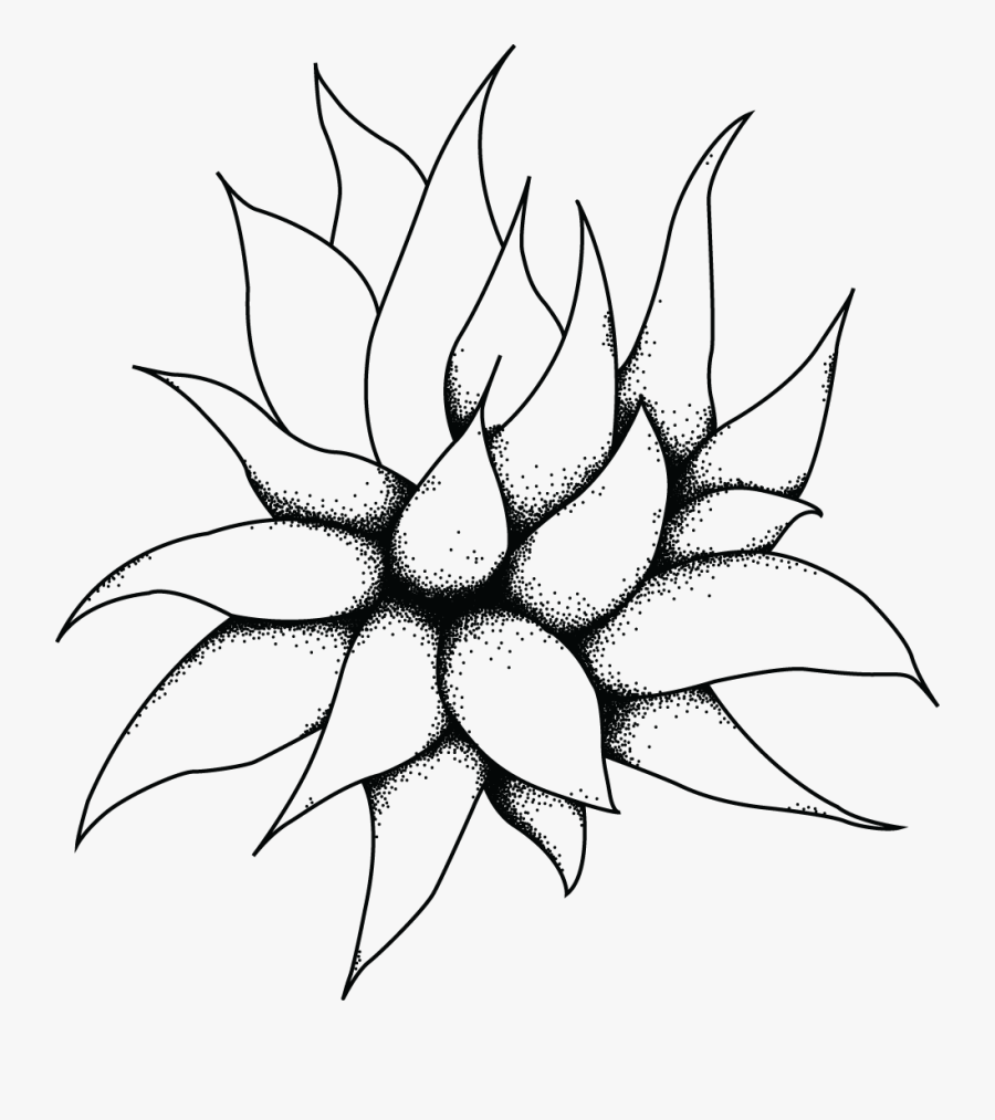 Collection Of Succulent - Succulent Plants Line Drawing, Transparent Clipart