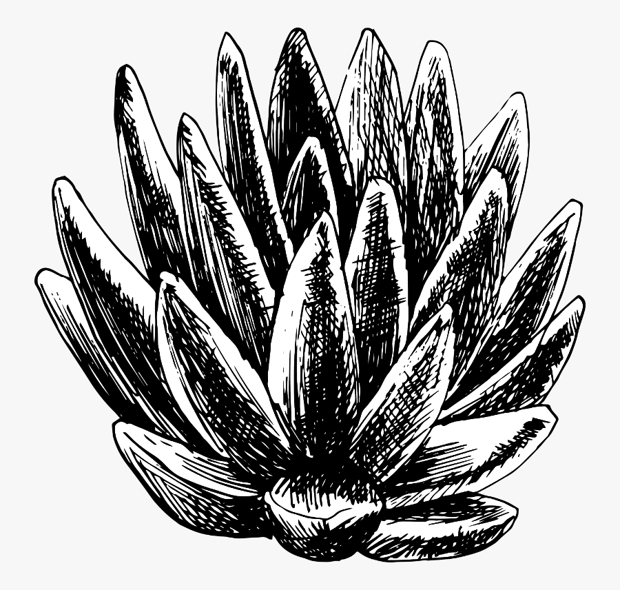 Davis & Grey Farms - Succulent Pen Drawing, Transparent Clipart