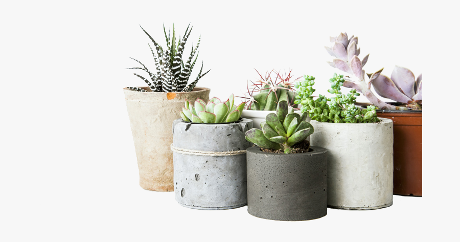 Young Living Succulent Diffuser, Transparent Clipart