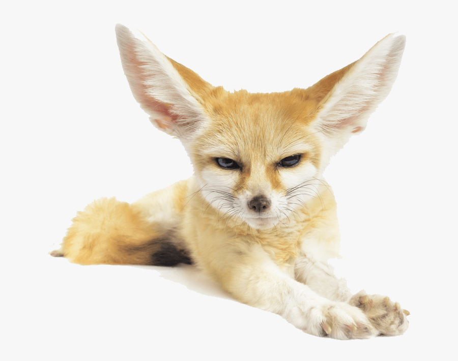 Fennec Fox Sahara Stock Photography - Fennec Fox Png, Transparent Clipart