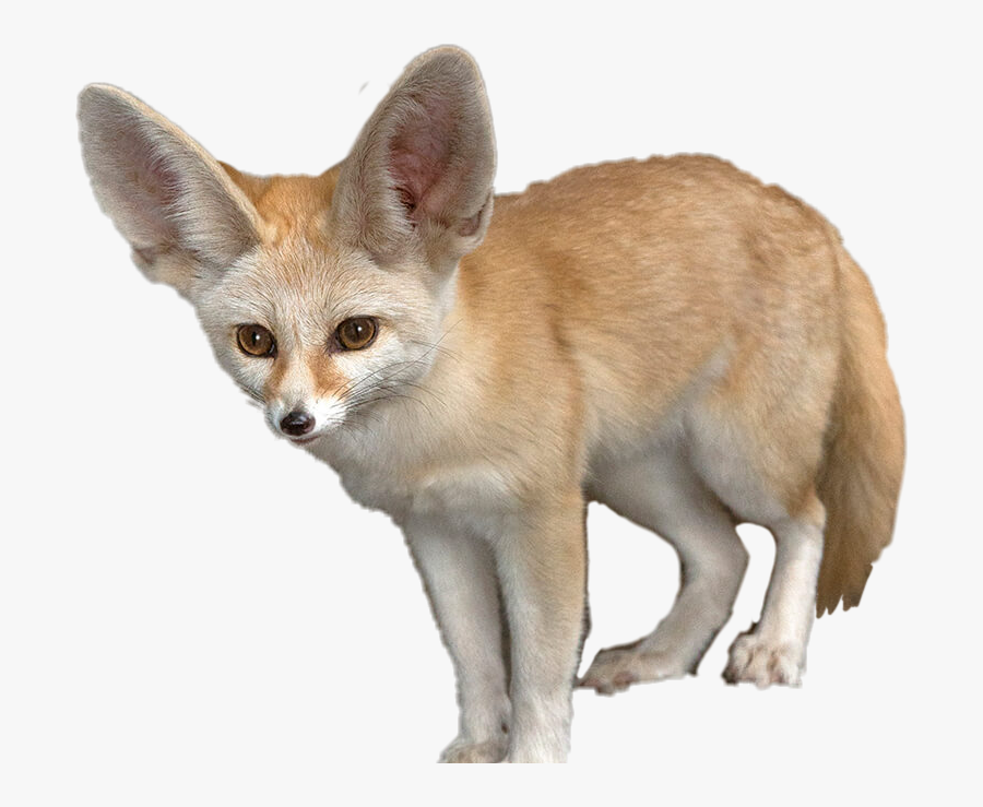 #fennecfox #fennec #animals #fox - Fennec Fox Transparent Background, Transparent Clipart