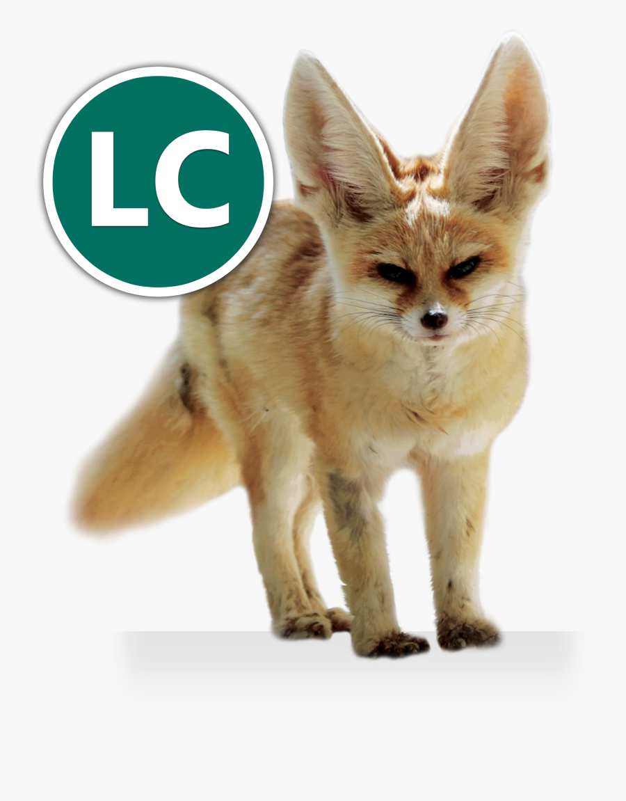 Png File Fennec Icon Png, Transparent Clipart