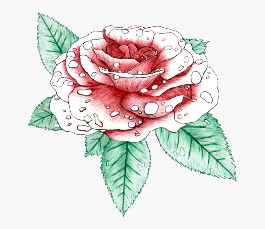 Hybrid Tea Rose, Transparent Clipart