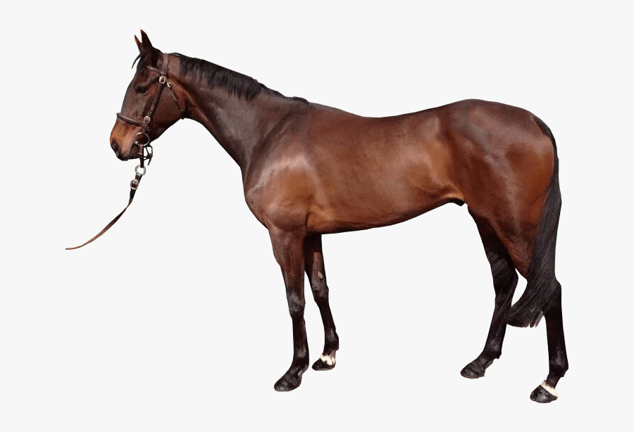 Brown Horse With Reigns Transparent Image - Horse With No Background, Transparent Clipart