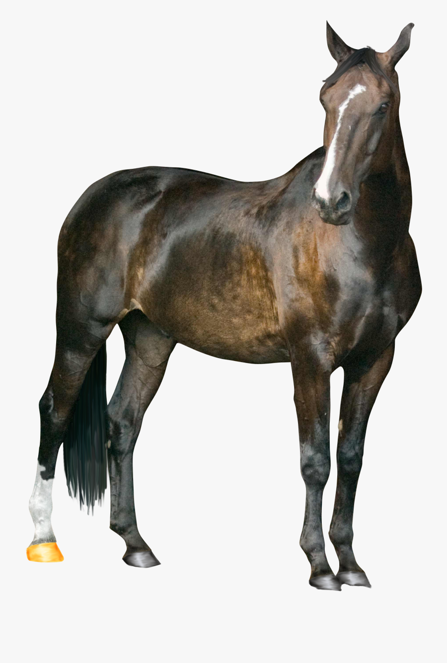 Horse Png Image - Vijay Mahar Horse Background, Transparent Clipart